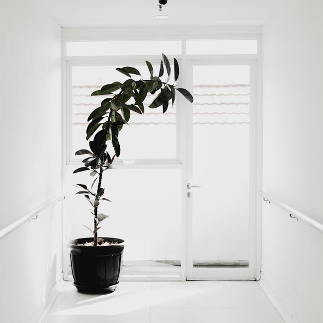 Plant from The Sill in a white pot
